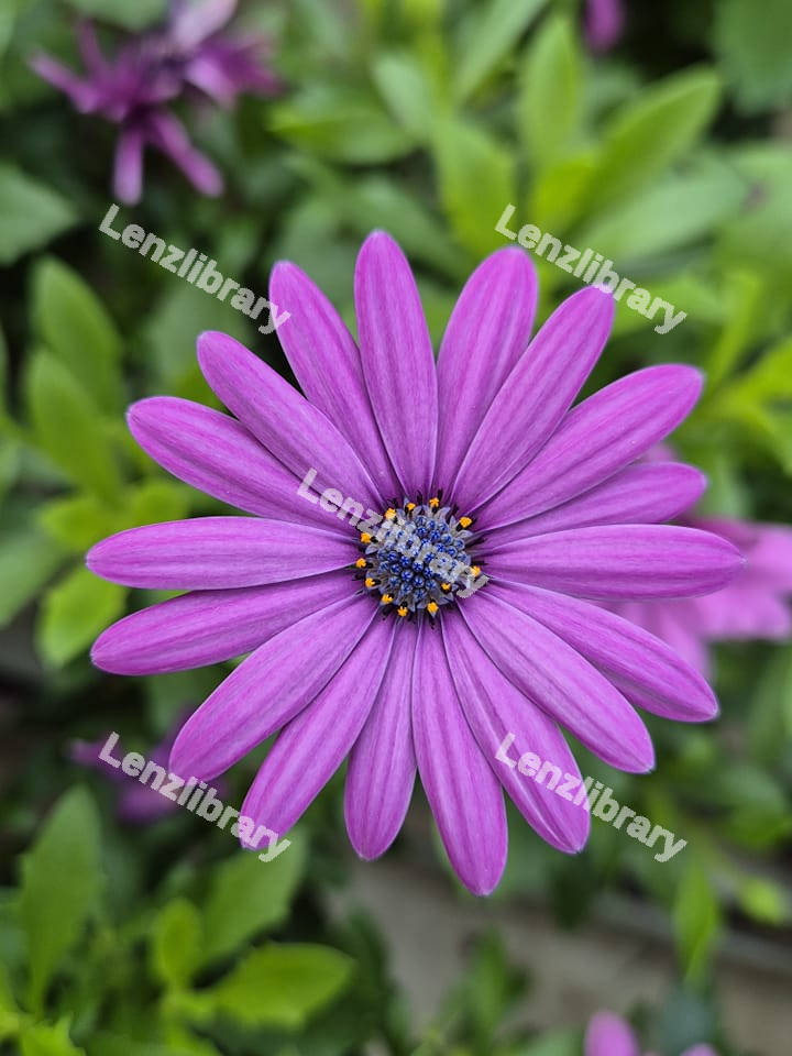 Purple Daisy Flower